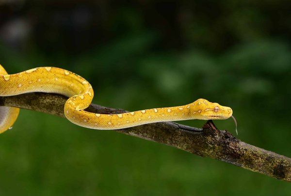 Comment créer un réseau neuronal convolutif pour la reconnaissance d'image en Python ?